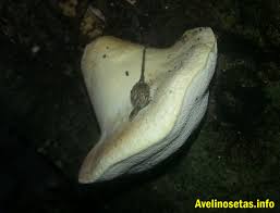 Attēlu rezultāti vaicājumam “Buglossoporus quercinus”