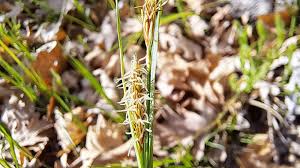 Attēlu rezultāti vaicājumam “Carex acutiformis flower”