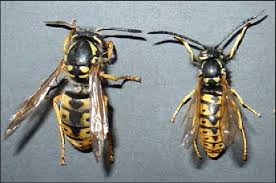 Attēlu rezultāti vaicājumam “Vespula germanica male”