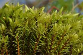 Attēlu rezultāti vaicājumam “Aulacomnium”