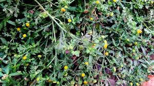 Attēlu rezultāti vaicājumam “Senecio viscosus”