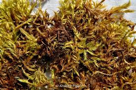 Attēlu rezultāti vaicājumam “Tomentypnum nitens”