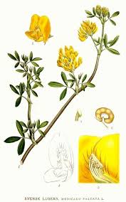 Attēlu rezultāti vaicājumam “Medicago sativa subsp. falcata”