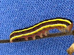 Attēlu rezultāti vaicājumam “Diloba caeruleocephala larva”