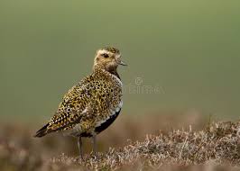 Attēlu rezultāti vaicājumam “Pluvialis apricaria adult”