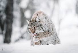 Afbeeldingsresultaat voor lynx