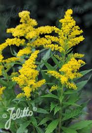 Attēlu rezultāti vaicājumam “Solidago canadensis flower”