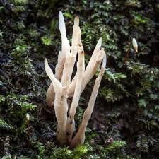 Attēlu rezultāti vaicājumam “Tremellodendropsis tuberosa”