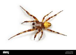 Attēlu rezultāti vaicājumam “Araneus quadratus”