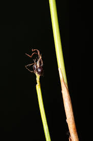 Attēlu rezultāti vaicājumam “Trichophorum cespitosum”