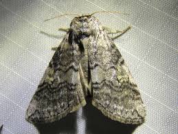 Attēlu rezultāti vaicājumam “Tethea or”