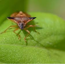 Attēlu rezultāti vaicājumam “Elasmucha ferrugata”