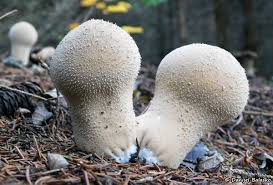 Attēlu rezultāti vaicājumam “Didymium xanthopus”