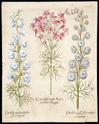 Attēlu rezultāti vaicājumam “Consolida regalis flower”