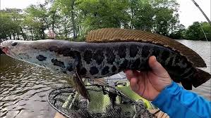 Image result for Channa argus