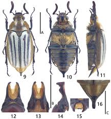 Attēlu rezultāti vaicājumam “Melolontha melolontha imago”