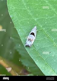 Attēlu rezultāti vaicājumam “Epinotia ramella”