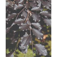 Attēlu rezultāti vaicājumam “Fagus sylvatica fo. purpurea fruit”