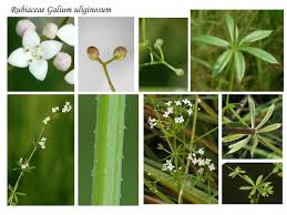 Attēlu rezultāti vaicājumam “Galium uliginosum”