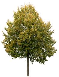 Attēlu rezultāti vaicājumam “Tilia cordata”