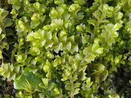 Attēlu rezultāti vaicājumam “Leiocolea collaris”