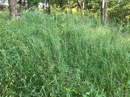 Attēlu rezultāti vaicājumam “Poa palustris leaf”