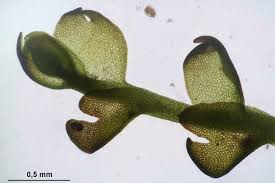 Attēlu rezultāti vaicājumam “Gymnocolea inflata”