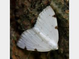 Attēlu rezultāti vaicājumam “Lomographa bimaculata”