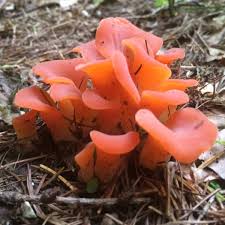 Attēlu rezultāti vaicājumam “Tremiscus helvelloides”