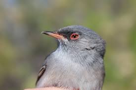 Image result for Sylvia sarda