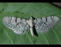 Attēlu rezultāti vaicājumam “Eupithecia venosata”