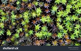 Attēlu rezultāti vaicājumam “Polytrichum piliferum sporophyte”