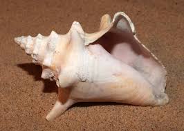 Image result for Aliger gigas