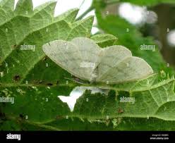 Attēlu rezultāti vaicājumam “Cabera pusaria male”