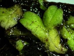 Attēlu rezultāti vaicājumam “Ricciocarpos natans”