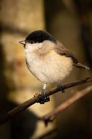 Attēlu rezultāti vaicājumam “Poecile palustris adult”