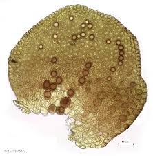 Attēlu rezultāti vaicājumam “Frullania fragilifolia”