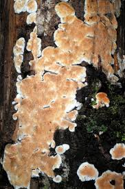 Attēlu rezultāti vaicājumam “Steccherinum ochraceum”