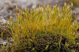 Attēlu rezultāti vaicājumam “Tortula lingulata”