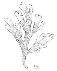 Attēlu rezultāti vaicājumam “Dictydiaethaliaceae”