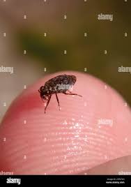 Attēlu rezultāti vaicājumam “Saldula saltatoria”