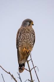 Attēlu rezultāti vaicājumam “Falco tinnunculus”