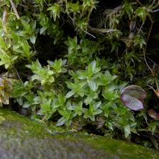 Attēlu rezultāti vaicājumam “Atrichum flavisetum”