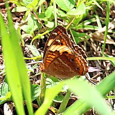 Attēlu rezultāti vaicājumam “Scardia boletella exuvia”