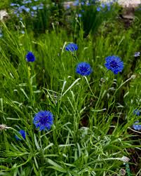 Image result for Centaurea cyanus
