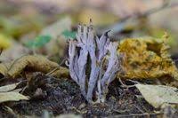 Attēlu rezultāti vaicājumam “Clavulina amethystina”