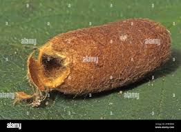 Attēlu rezultāti vaicājumam “Lasiocampa quercus imago”