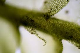 Attēlu rezultāti vaicājumam “Chiloscyphus pallescens”