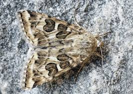 Attēlu rezultāti vaicājumam “Protoschinia scutosa”