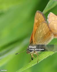 Attēlu rezultāti vaicājumam “Ochlodes sylvanus female”